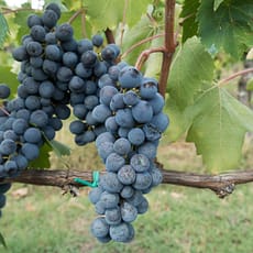 Wine Tour: Cores e Sabores do Chianti