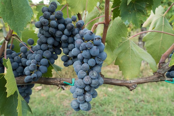 Wine Tour: Cores e Sabores do Chianti